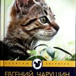 "Кошка Маруська "Чарушин Евгений (Серия "Ребятам о зверятах"), иллюстрации автора - Biblion.shop 