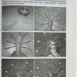 "Авторская кукла. Мастер-класс для начинающих" Лебедева Т., Шевченко Т. - Biblion.shop 